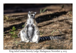 Ring-tailed Lemur