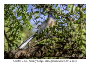 Crested Coua