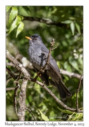 Madagascar Bulbul