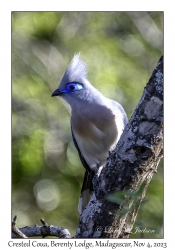 Crested Coua