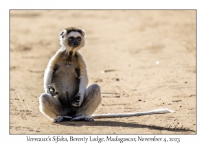 Verreaux's Sifaka