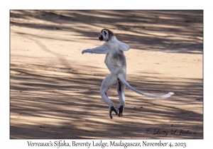 Verreaux's Sifaka