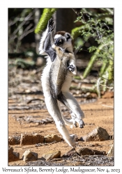 Verreaux's Sifaka