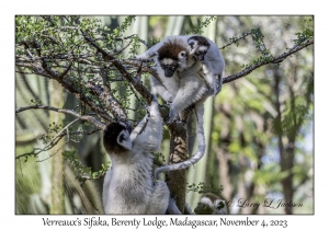 Verreaux's Sifaka