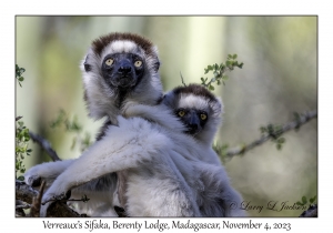 Verreaux's Sifaka & juvenile