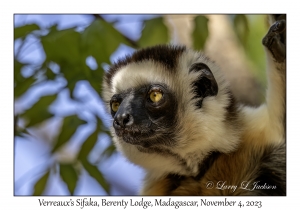 Verreaux's Sifaka