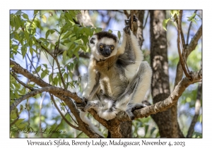 Verreaux's Sifaka