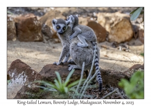 Ring-tailed Lemur & juvenile