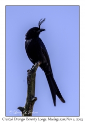 Crested Drongo