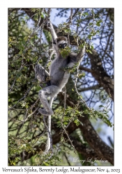 Verreaux's Sifaka