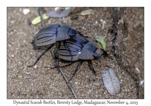 Dynastid Scarab Beetles