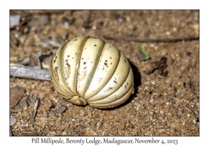 Pill Millipede