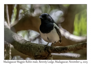 Madagascar Magpie-Robin male