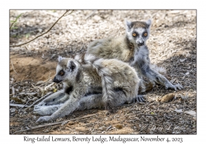 Ring-tailed Lemurs