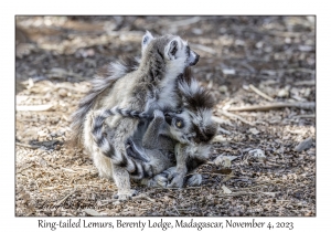 Ring-tailed Lemur & juvenile