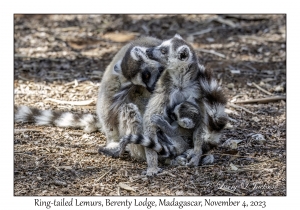 Ring-tailed Lemurs & juvenile