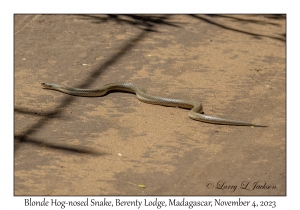 Blonde Hog-nosed Snake