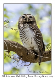 White-browed Owl