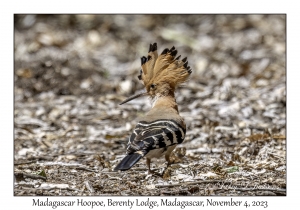 Madagascar Hoopoe