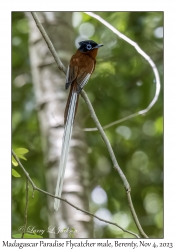 Madagascar Paradise Flycatcher male