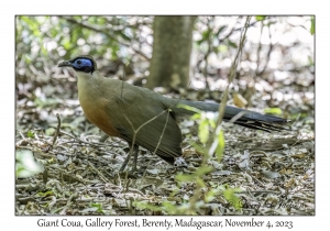 Giant Coua