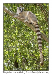 Ring-tailed Lemur