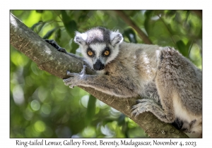 Ring-tailed Lemur