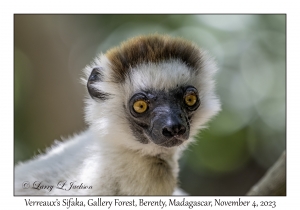 Verreaux's Sifaka