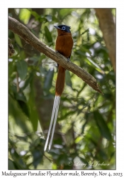 Madagascar Paradise Flycatcher male