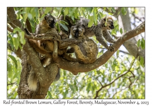 Red-fronted Brown Lemur females