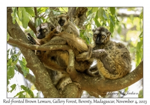 Red-fronted Brown Lemur females & juvenile