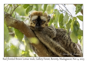 Red-fronted Brown Lemur male