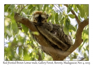 Red-fronted Brown Lemur male