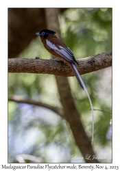 Madagascar Paradise Flycatcher male