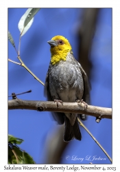 Sakalava Weaver male