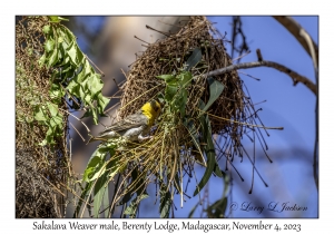 Sakalava Weaver male