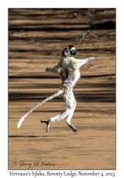 Verreaux's Sifaka