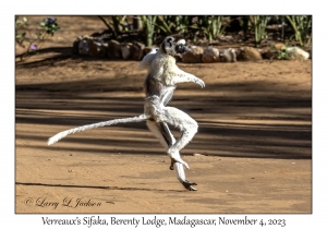 Verreaux's Sifaka