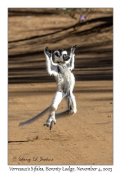 Verreaux's Sifaka juvenile