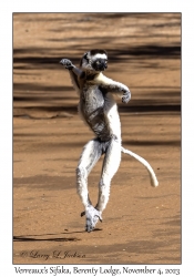 Verreaux's Sifaka