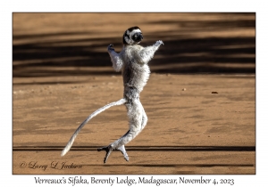 Verreaux's Sifaka