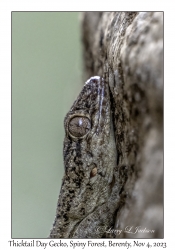 Thicktail Day Gecko