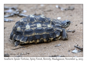 Southern Spider Tortoise