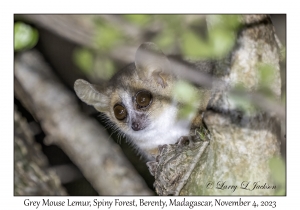 Grey Mouse Lemur