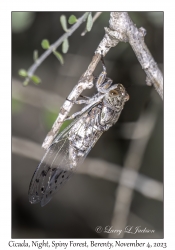 Cicada