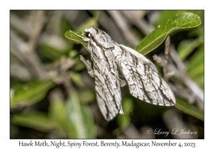 Hawk Moth