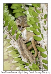 Grey Mouse Lemur