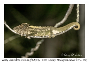 Warty Chameleon male