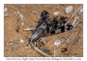 Giant Ant Lion