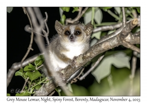 Grey Mouse Lemur